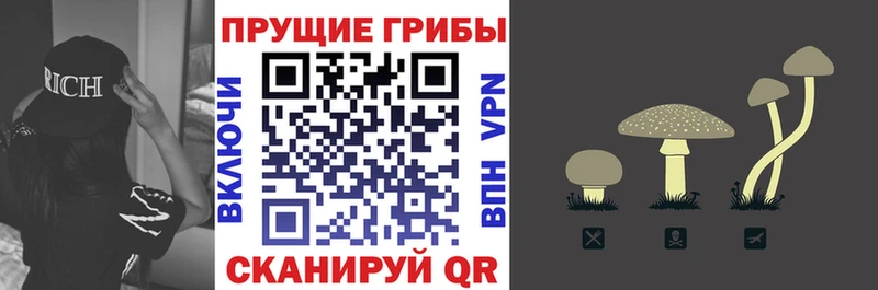 сколько стоит  Енисейск  Псилоцибиновые грибы Psilocybine cubensis 